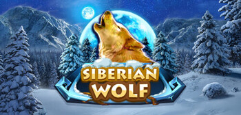 Siberian Wolf
